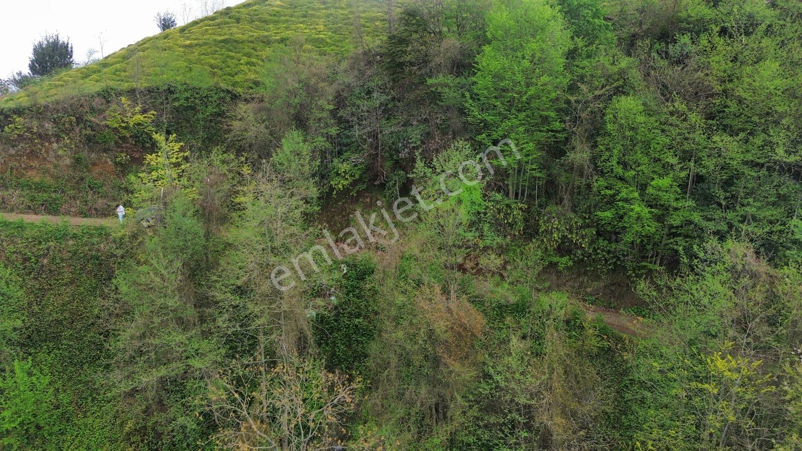 Rize Pazar Aktepede Satılık Arazi - Görsel 14