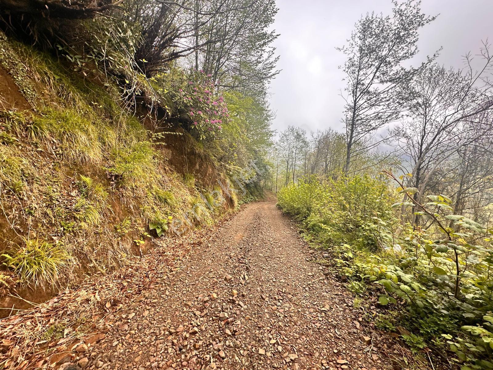 Rize Pazar Aktepede Satılık Arazi - Görsel 17