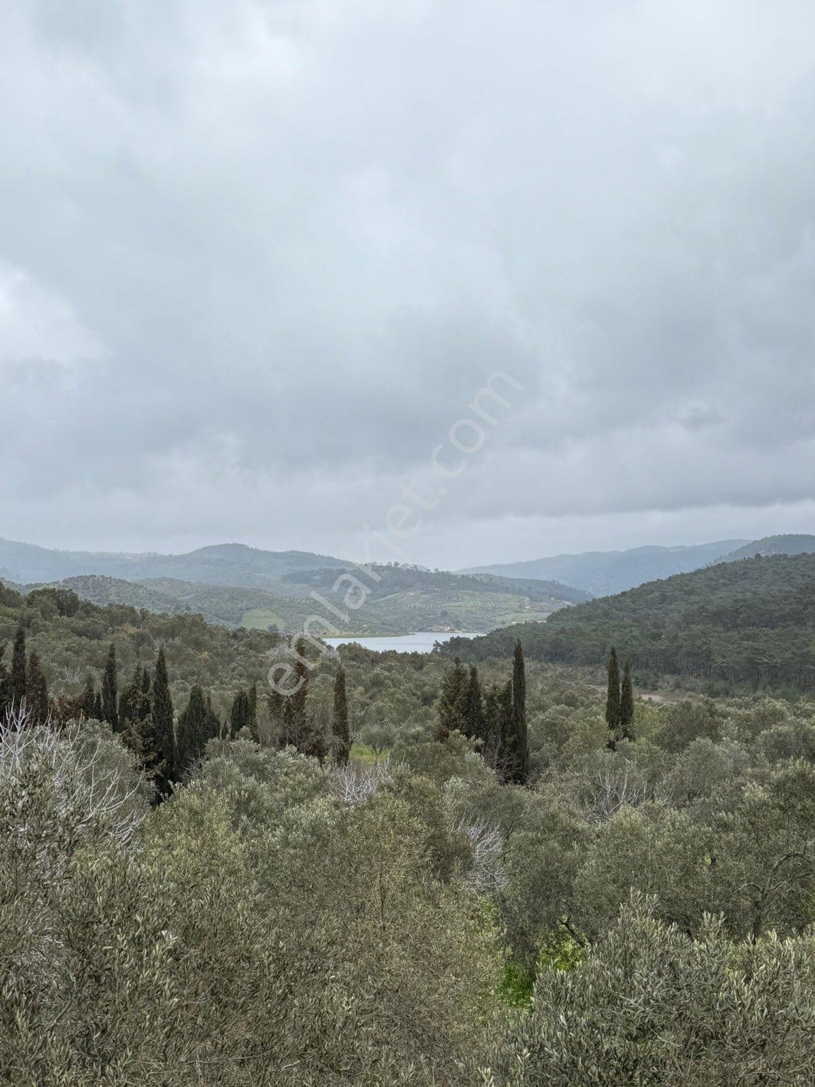9216 M2 Baraj Manzaralı Bu Zeytinliği Gören Vazgeçemiyor! 🌿 - Görsel 11