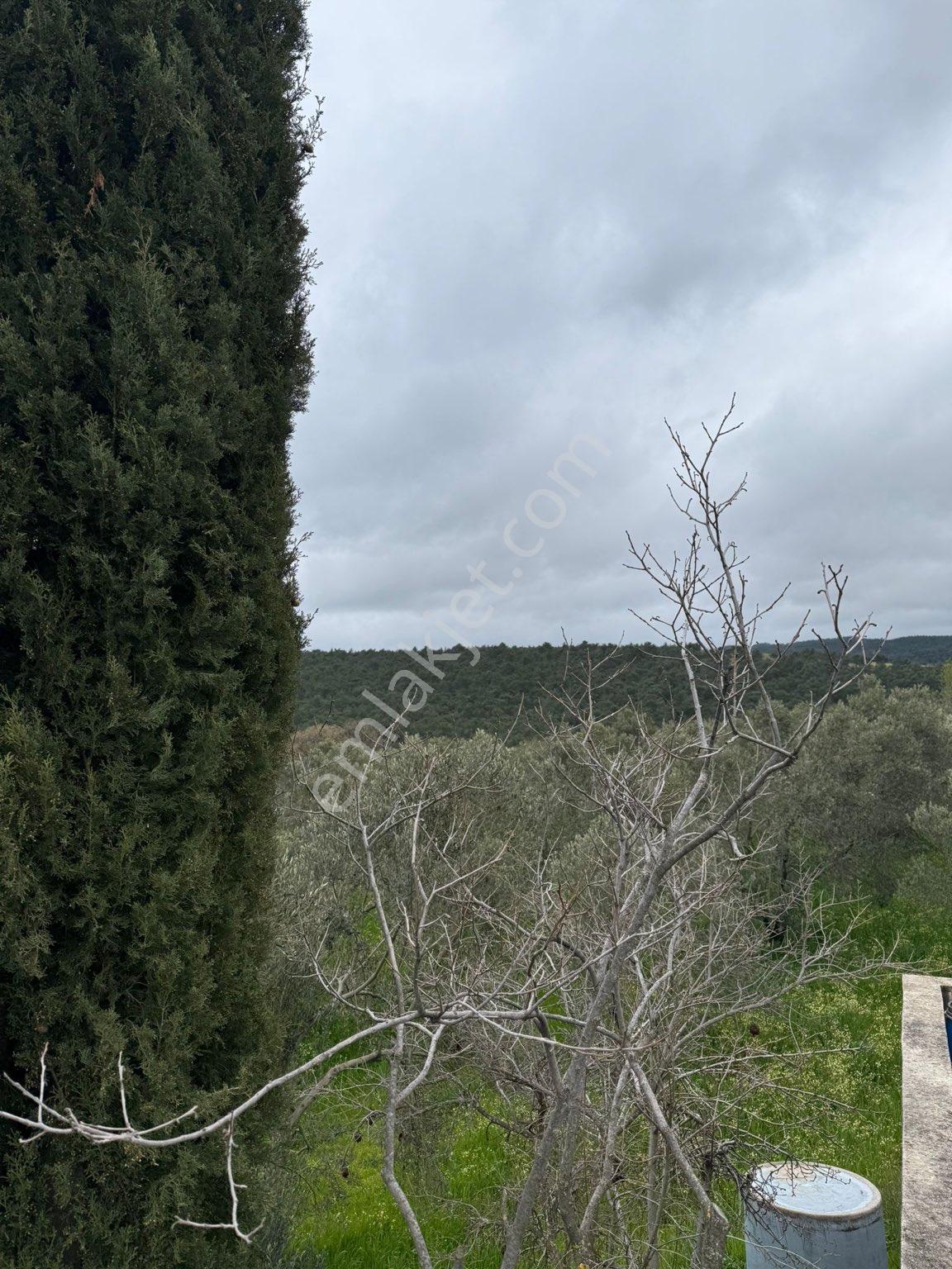 9216 M2 Baraj Manzaralı Bu Zeytinliği Gören Vazgeçemiyor! 🌿 - Görsel 22
