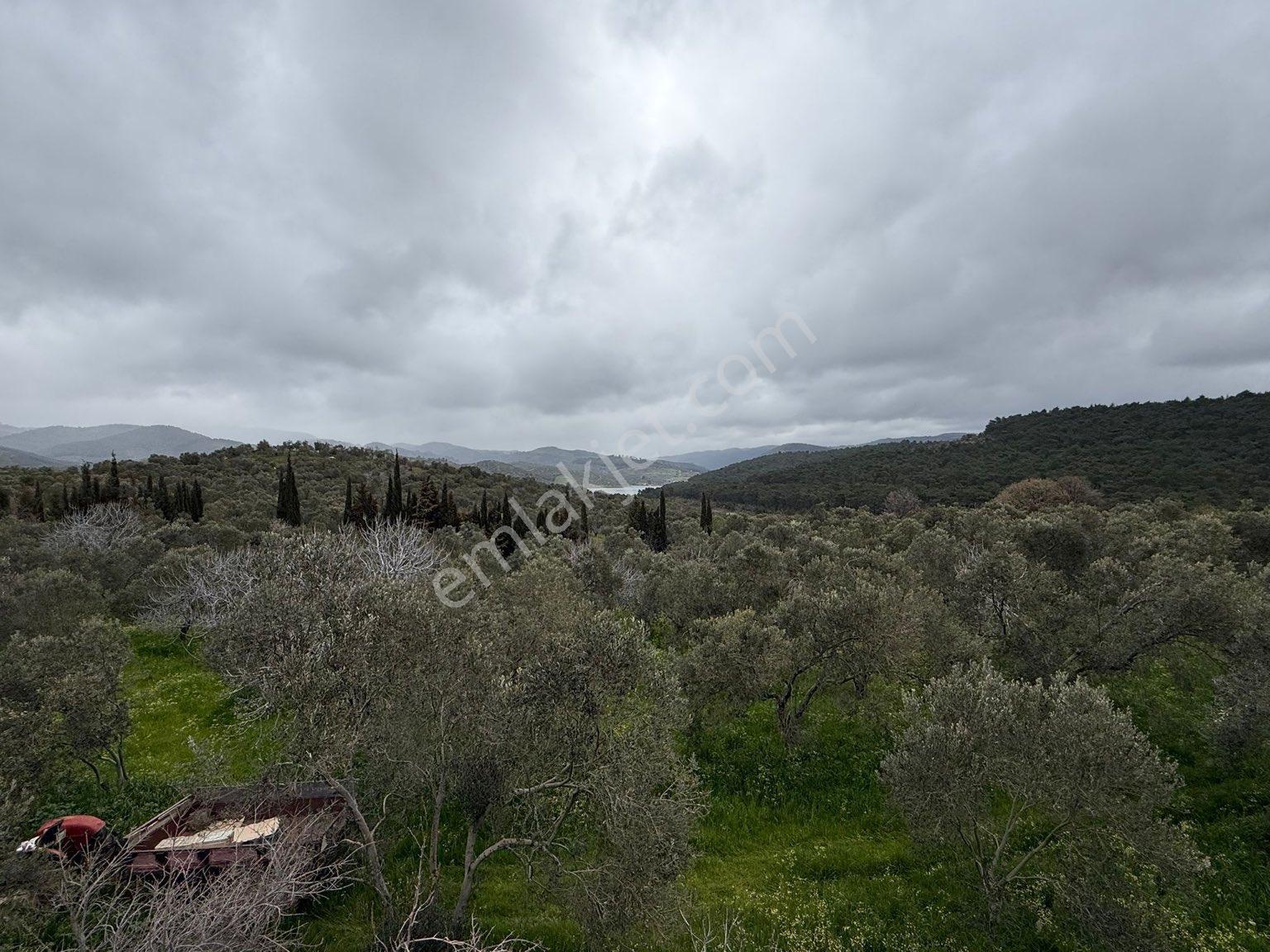 9216 M2 Baraj Manzaralı Bu Zeytinliği Gören Vazgeçemiyor! 🌿 - Görsel 15
