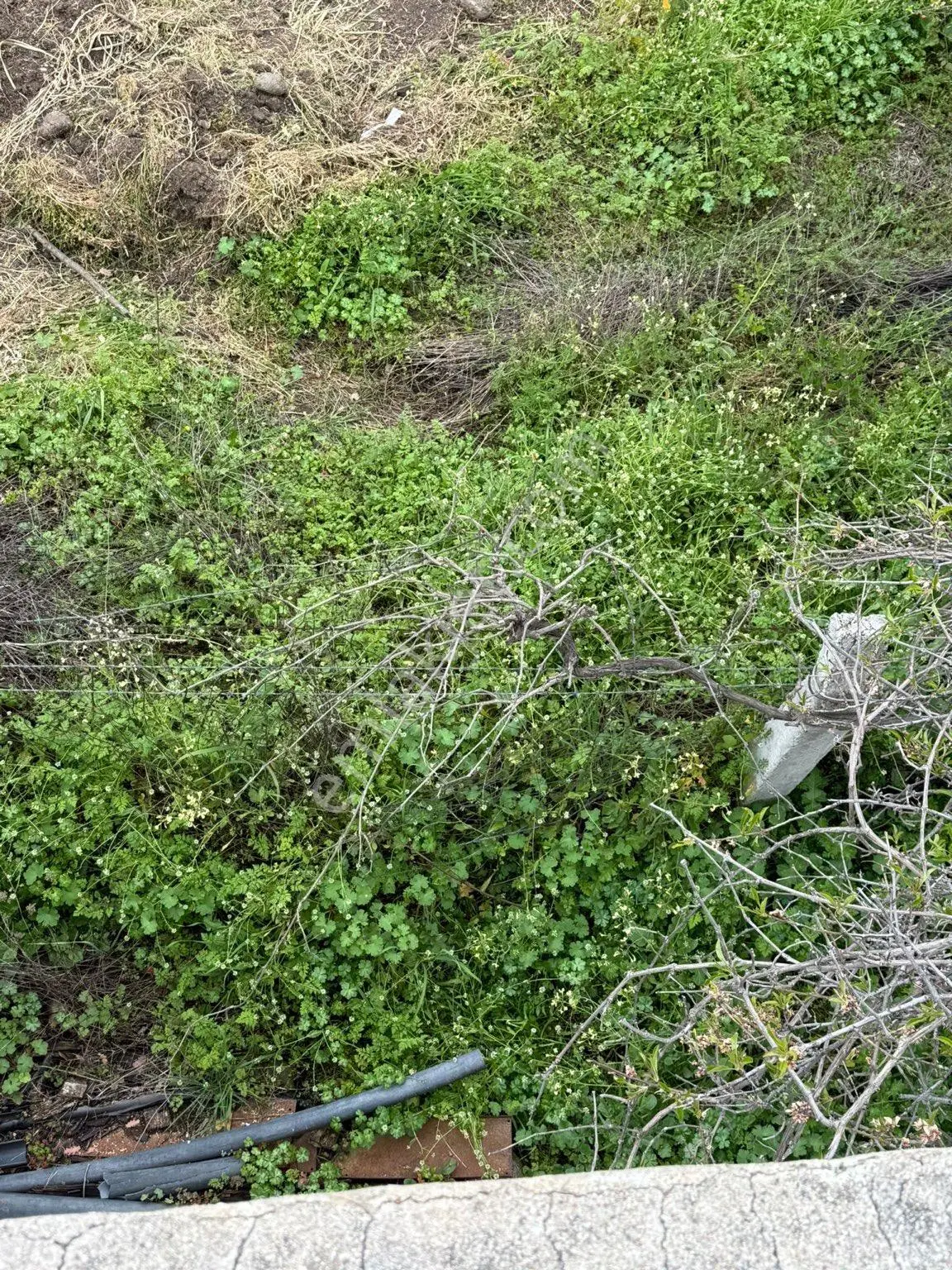 9216 M2 Baraj Manzaralı Bu Zeytinliği Gören Vazgeçemiyor! 🌿 - Görsel 5