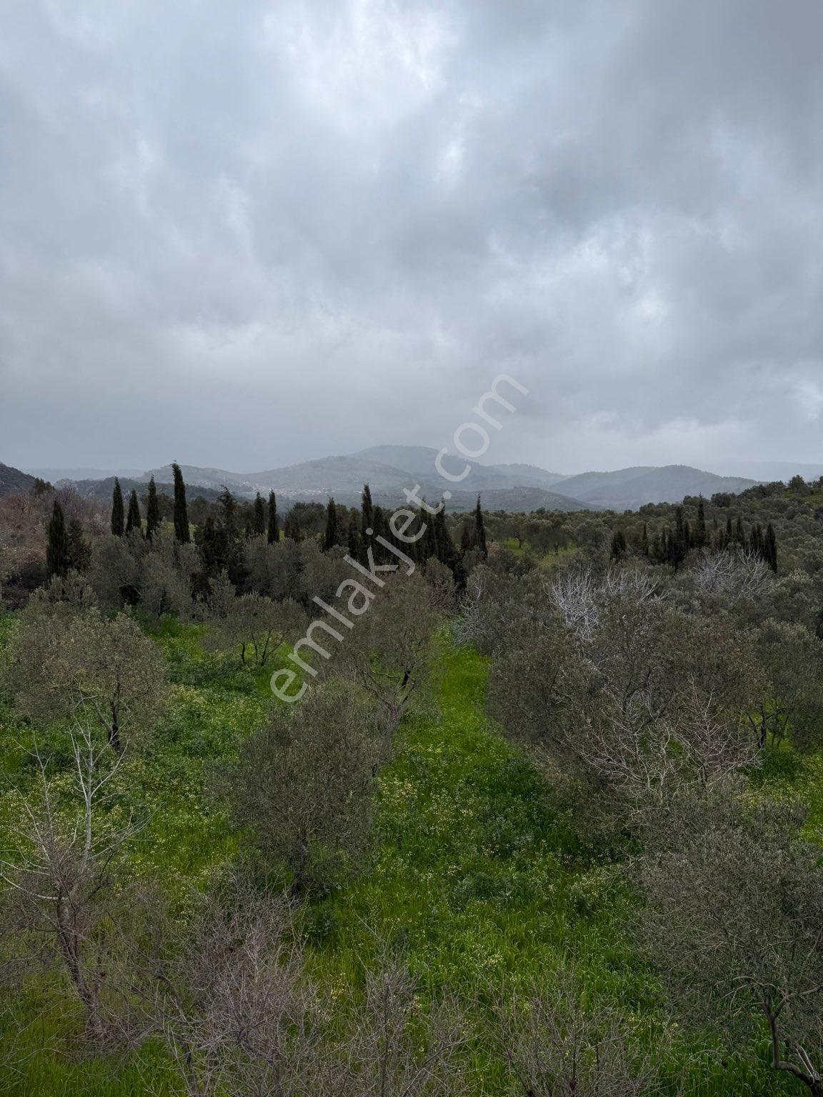 9216 M2 Baraj Manzaralı Bu Zeytinliği Gören Vazgeçemiyor! 🌿 - Görsel 16