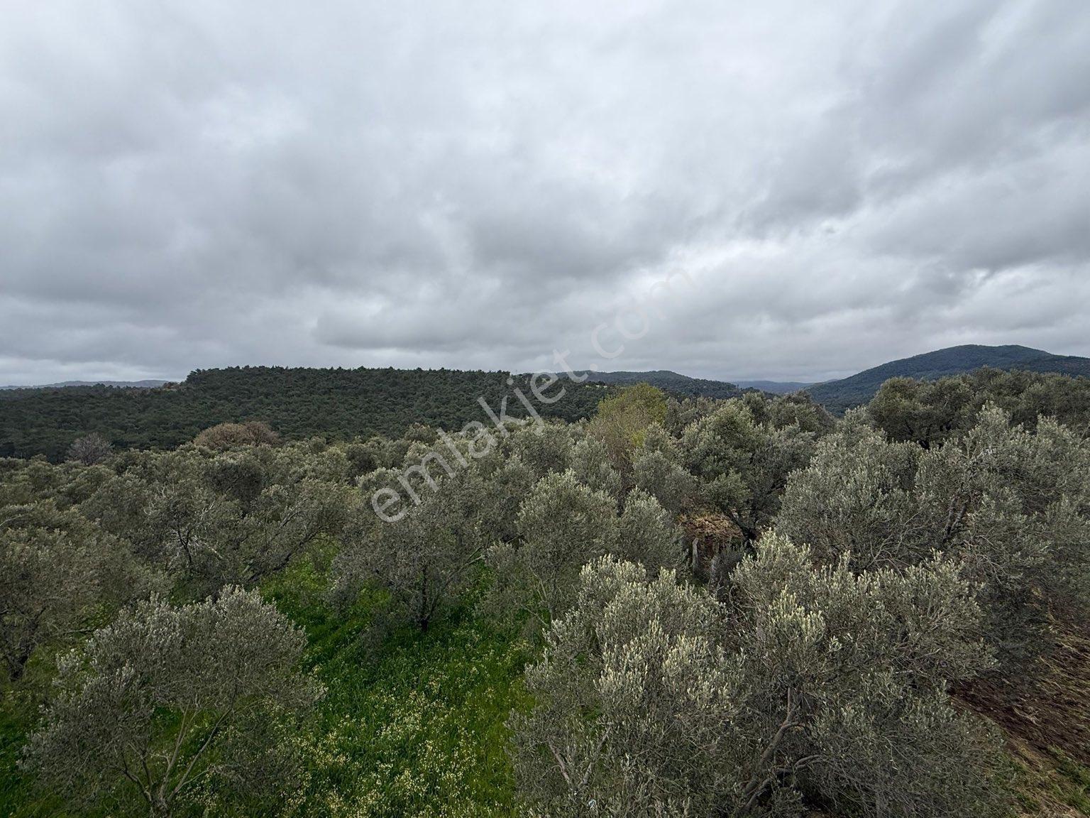 9216 M2 Baraj Manzaralı Bu Zeytinliği Gören Vazgeçemiyor! 🌿 - Görsel 14