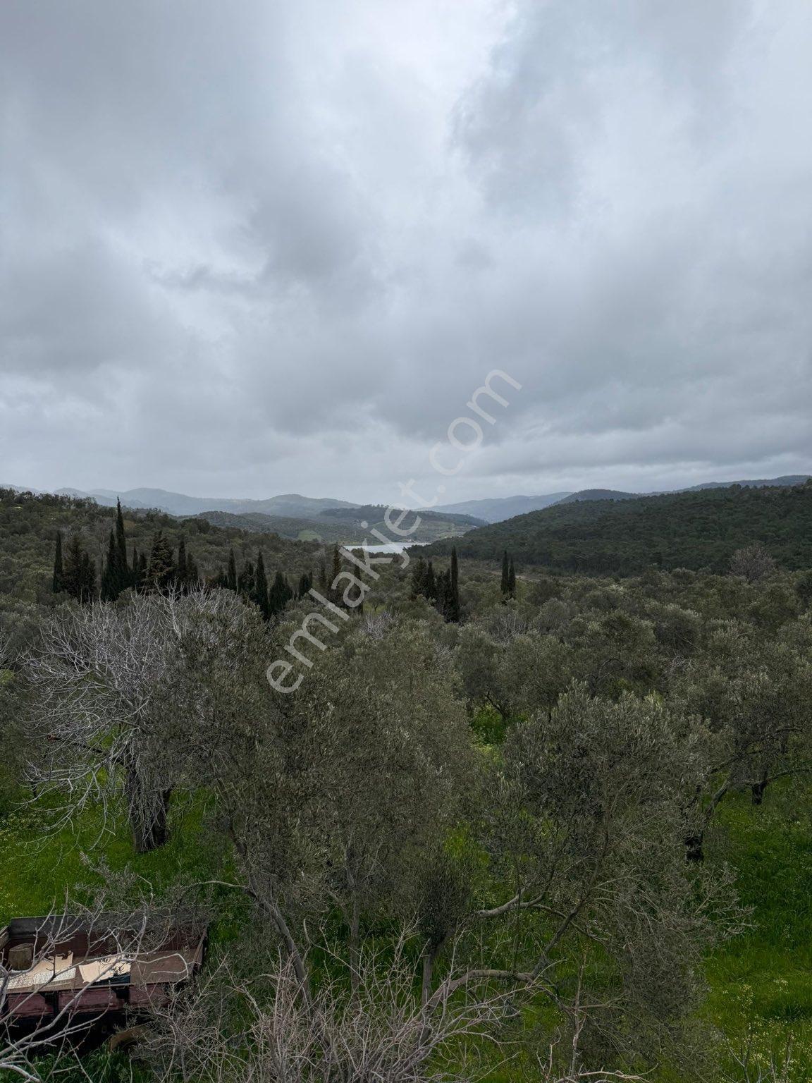 9216 M2 Baraj Manzaralı Bu Zeytinliği Gören Vazgeçemiyor! 🌿 - Görsel 17