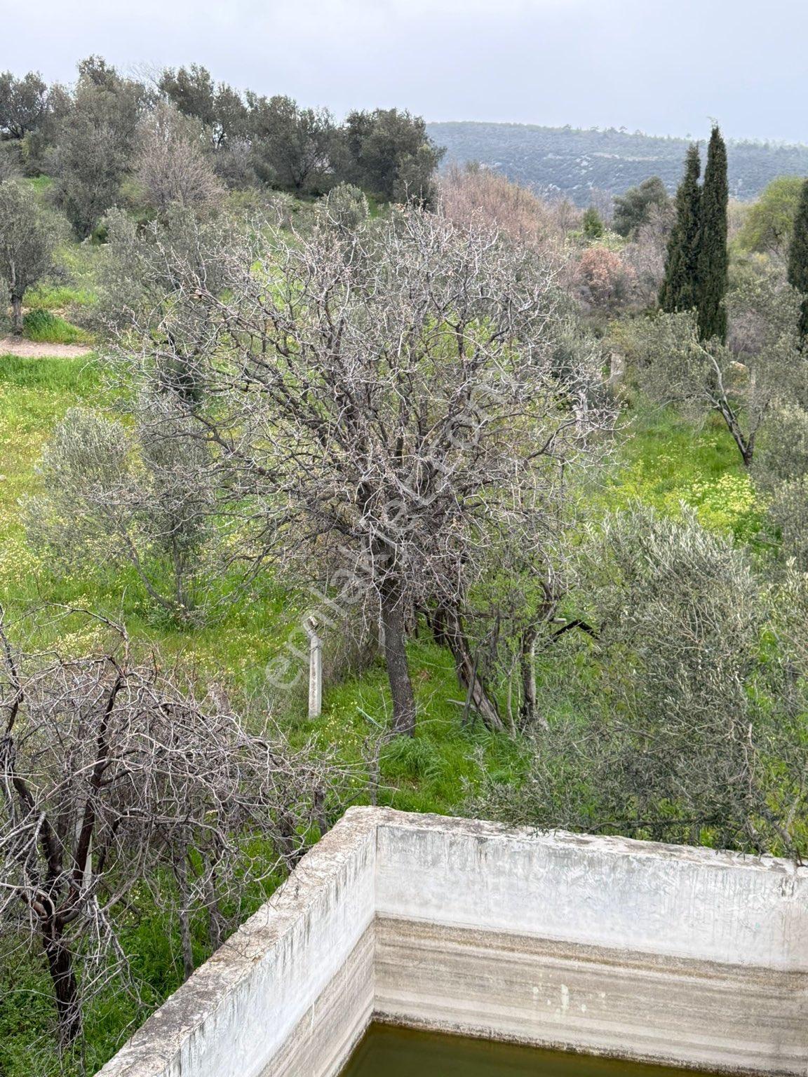 9216 M2 Baraj Manzaralı Bu Zeytinliği Gören Vazgeçemiyor! 🌿 - Görsel 9