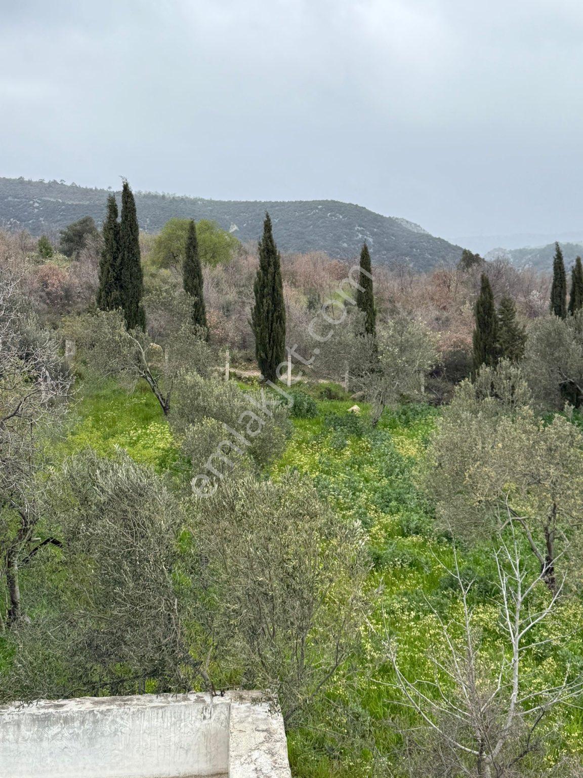 9216 M2 Baraj Manzaralı Bu Zeytinliği Gören Vazgeçemiyor! 🌿 - Görsel 13