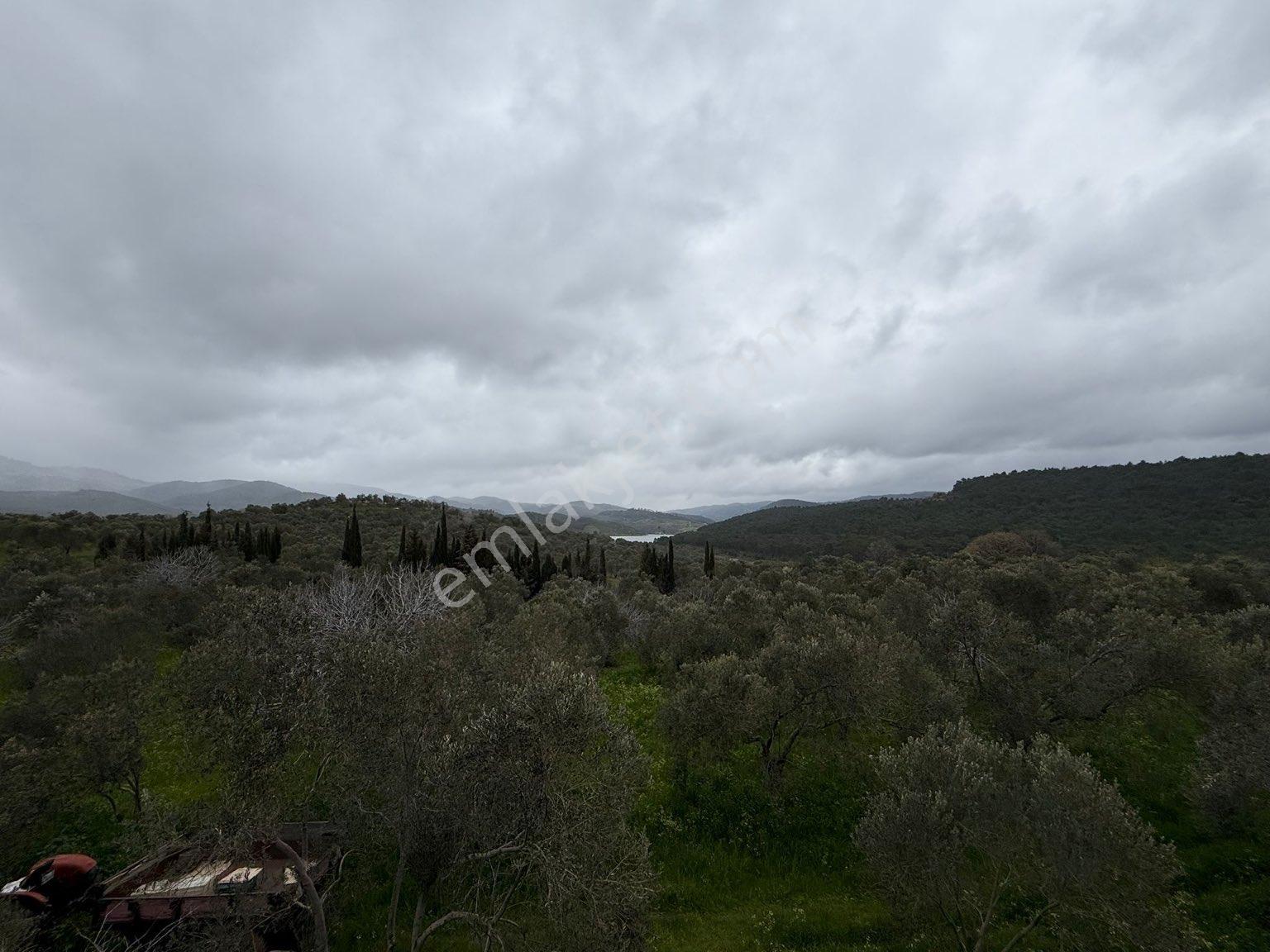 9216 M2 Baraj Manzaralı Bu Zeytinliği Gören Vazgeçemiyor! 🌿 - Görsel 6