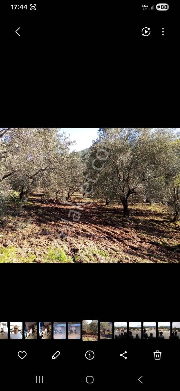 9216 M2 Baraj Manzaralı Bu Zeytinliği Gören Vazgeçemiyor! 🌿 - Görsel 3