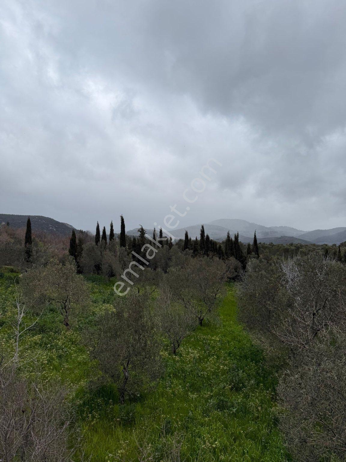 9216 M2 Baraj Manzaralı Bu Zeytinliği Gören Vazgeçemiyor! 🌿 - Görsel 19