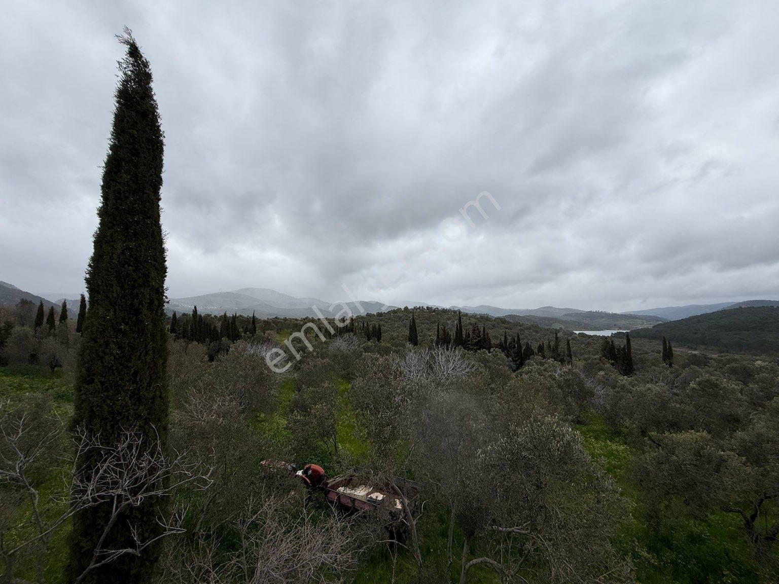 9216 M2 Baraj Manzaralı Bu Zeytinliği Gören Vazgeçemiyor! 🌿 - Görsel 8