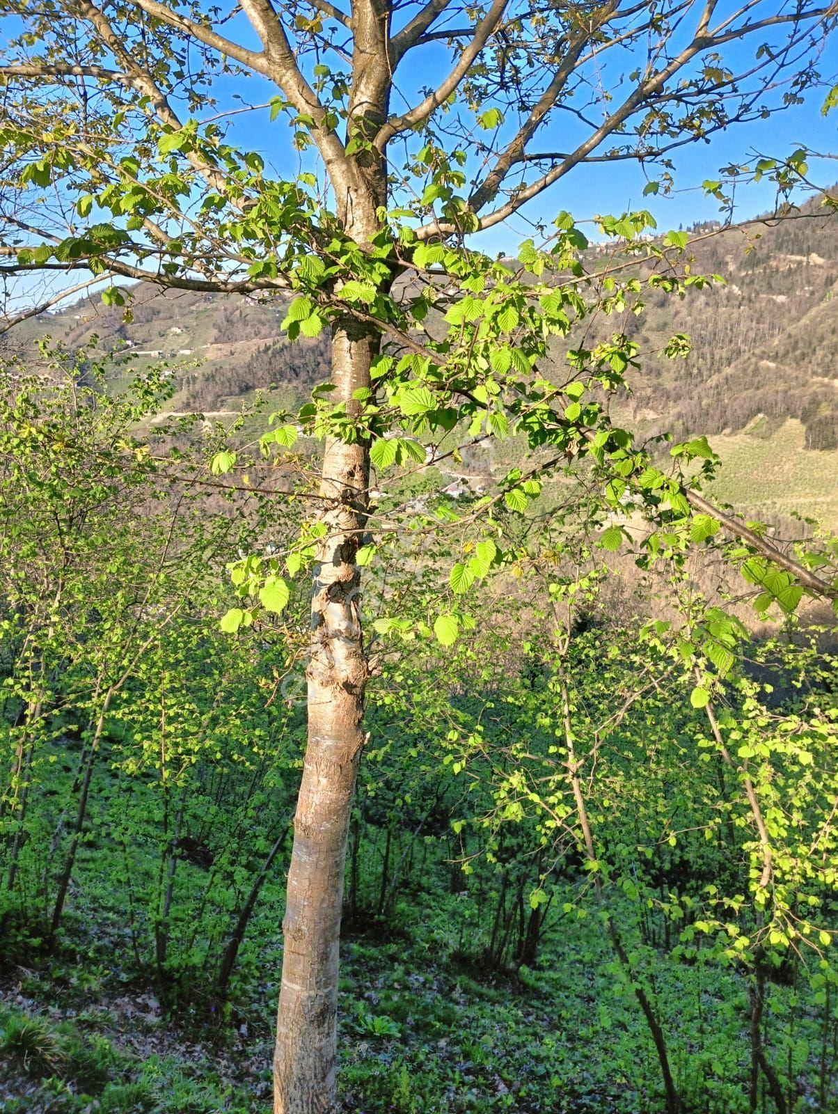 Wisrem'den Ortahisar Çağlayan'da Satılık Fındık Bahçesi - Görsel 35