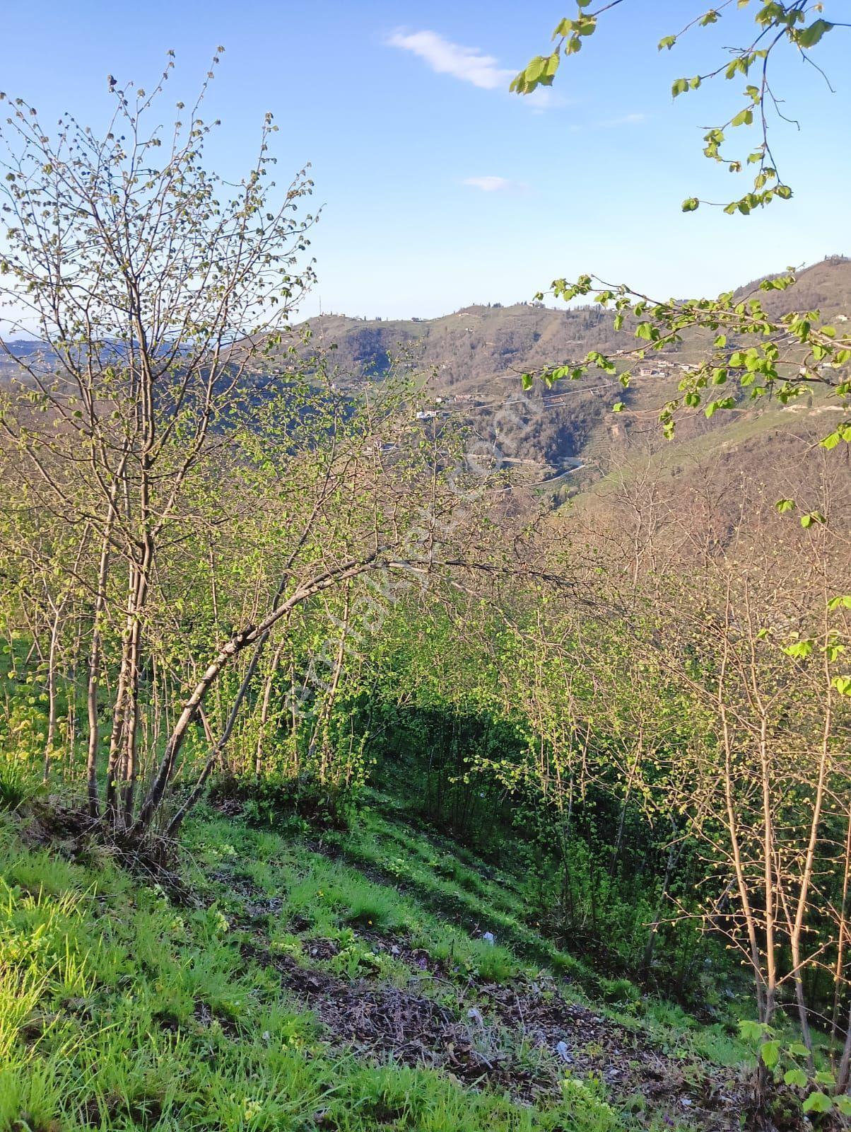 Wisrem'den Ortahisar Çağlayan'da Satılık Fındık Bahçesi - Görsel 42