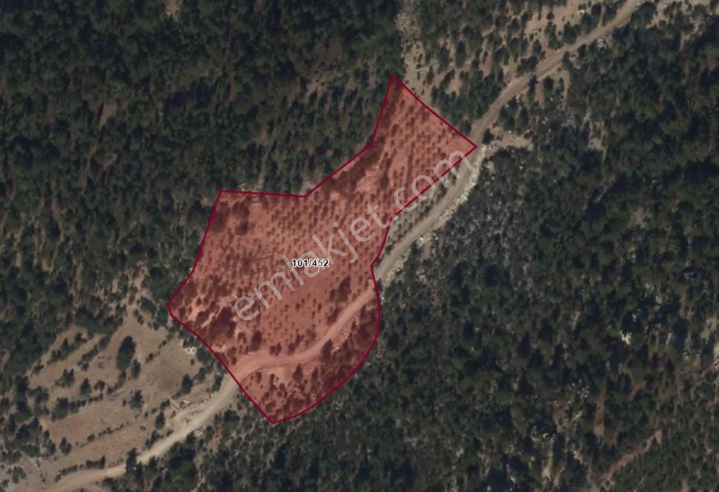 Mersin Gülnar Çukurkonakta 24.850 M² Tek Parça Ceviz Bahçesi