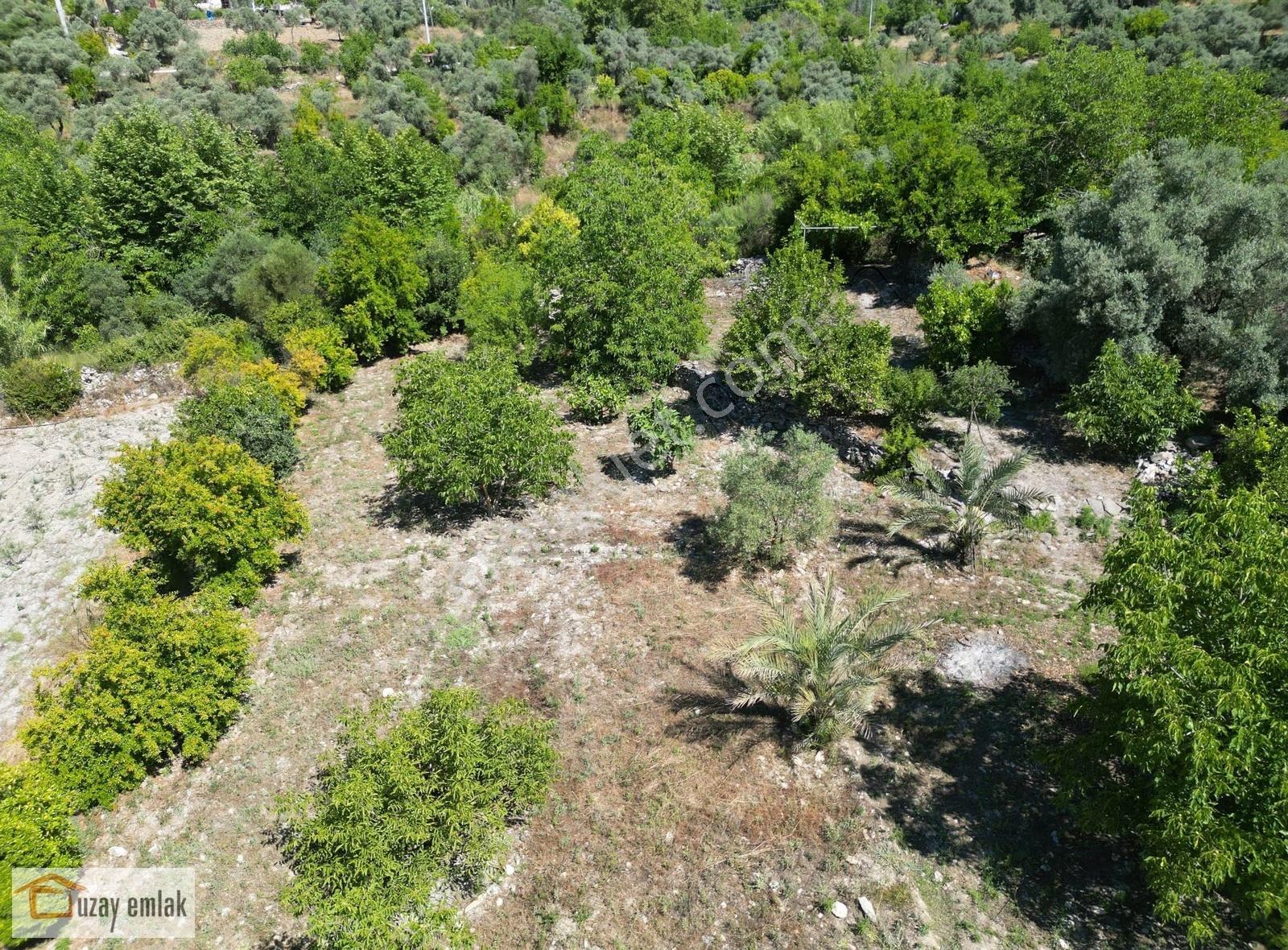 Milas Ören Dereköy'de 1.972 M² Meyve Ağaçlı Satılık Tarla - Görsel 7