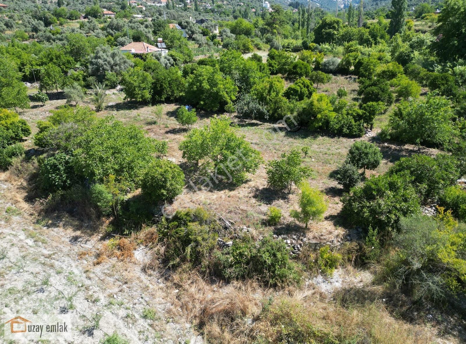 Milas Ören Dereköy'de 1.972 M² Meyve Ağaçlı Satılık Tarla - Görsel 2