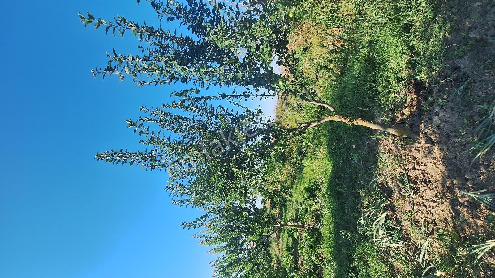 Ergene Ulaş'ta Ergene Nehir Mevkii 2.240 M² Satılık Tarla! - Görsel 4