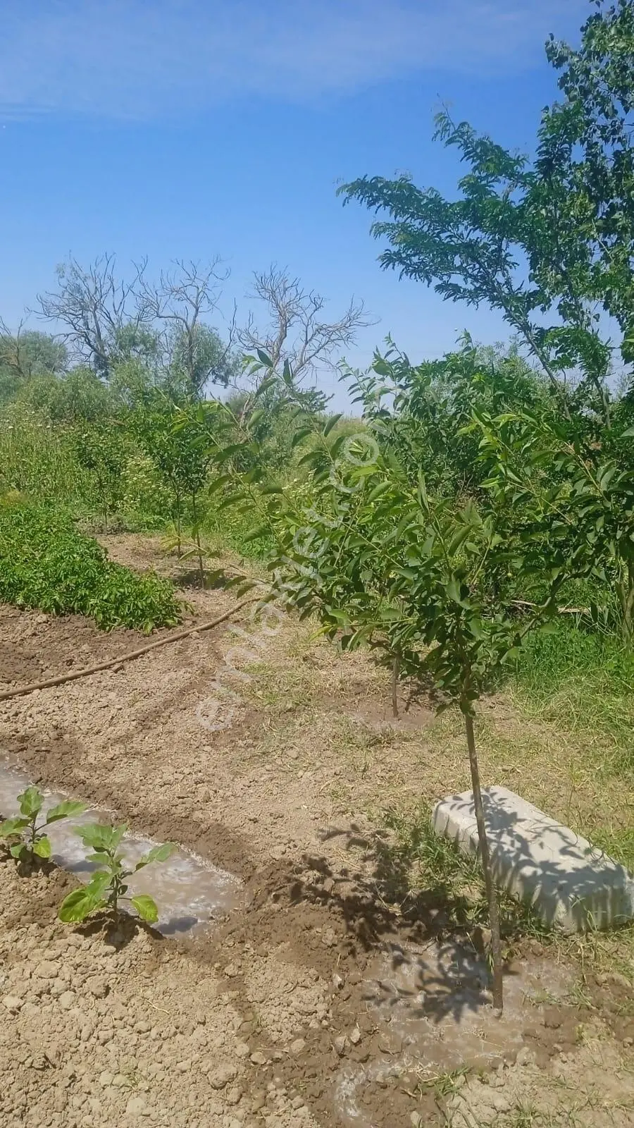 Ergene Ulaş'ta Ergene Nehir Mevkii 2.240 M² Satılık Tarla! - Görsel 11
