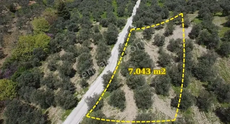 Çanakkale Ayvacık Nusratlı Köyü Sahile Yakın Yol Üstü Zeytinlik