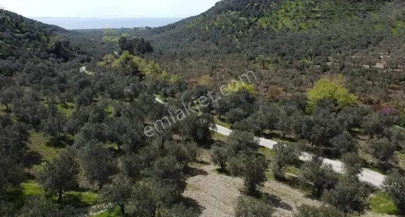 Çanakkale Ayvacık Nusratlı Köyü Sahile Yakın Yol Üstü Zeytinlik - Görsel 4