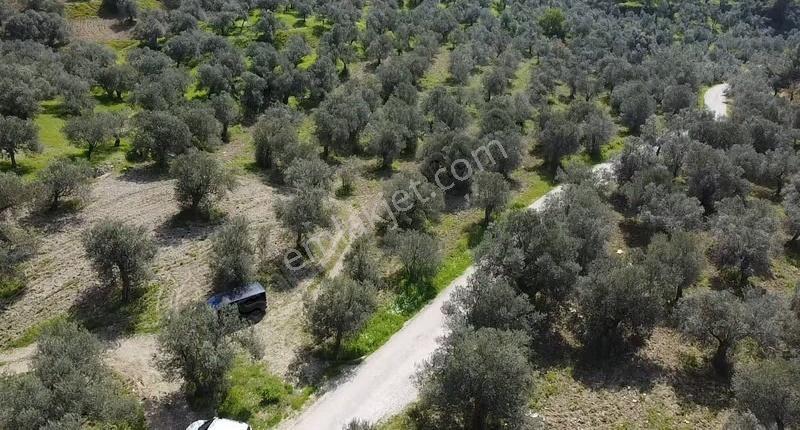 Çanakkale Ayvacık Nusratlı Köyü Sahile Yakın Yol Üstü Zeytinlik - Görsel 2