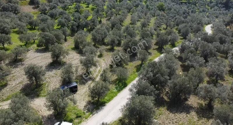 Çanakkale Ayvacık Nusratlı Köyü Yolunda Sahile Yakın Zeytinlik - Görsel 3