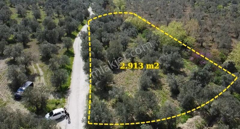 Çanakkale Ayvacık Nusratlı Köyü Yolunda Sahile Yakın Zeytinlik