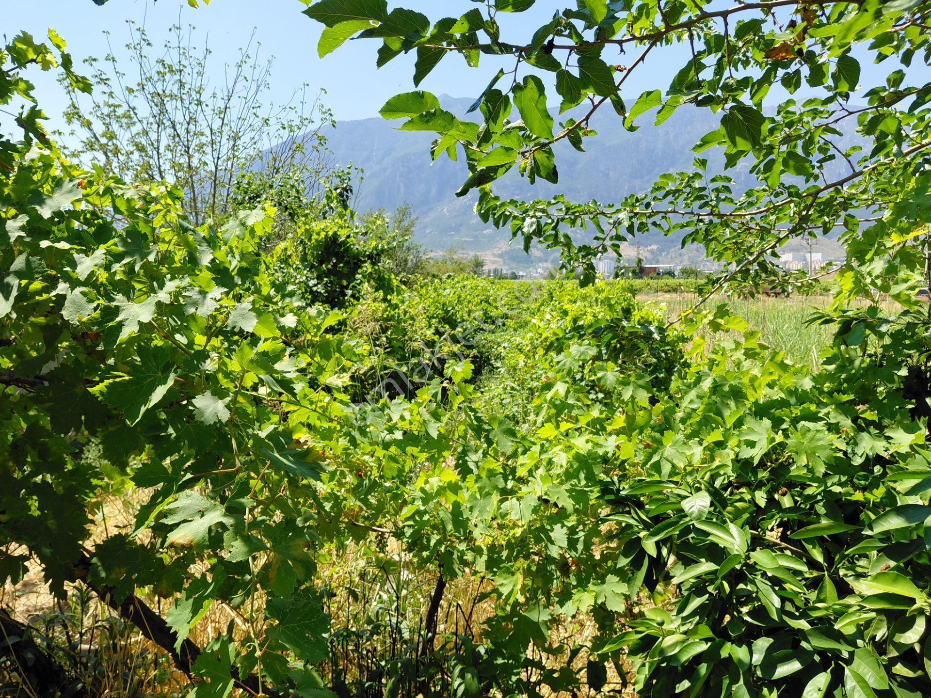 Manisa Şehzadeler Yeniharmandalı Yoluna Sıfıryukarı Çobanisa Tapu 8.000 M2 Tarla 3 - Görsel 14