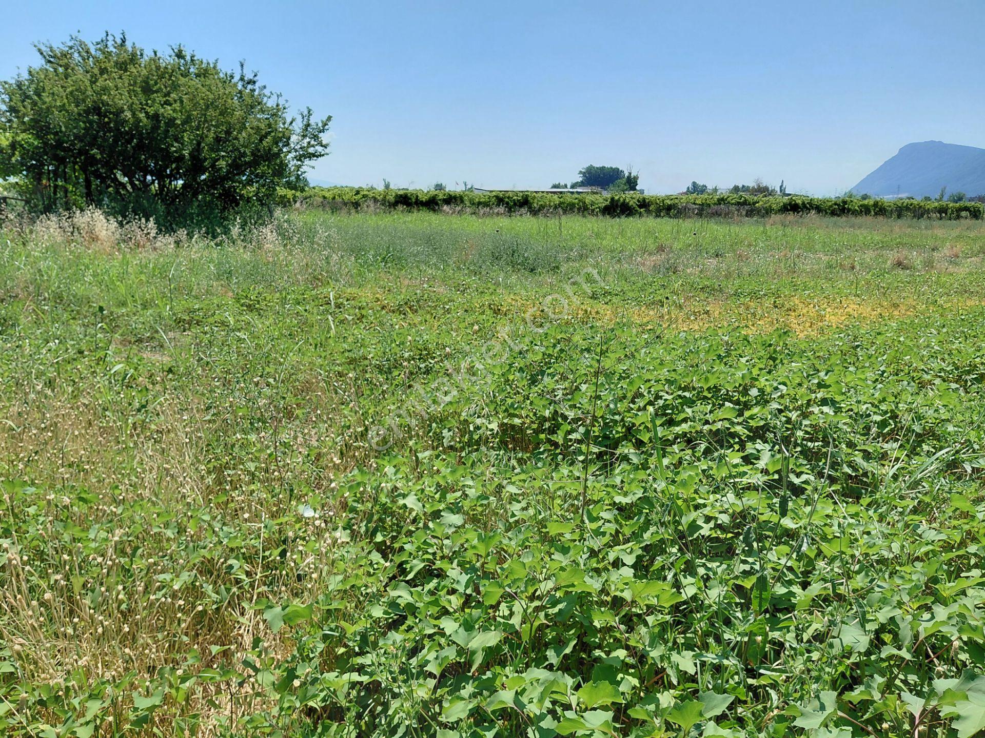 Manisa Şehzadeler Yeniharmandalı Yoluna Sıfıryukarı Çobanisa Tapu 8.000 M2 Tarla 3 - Görsel 16
