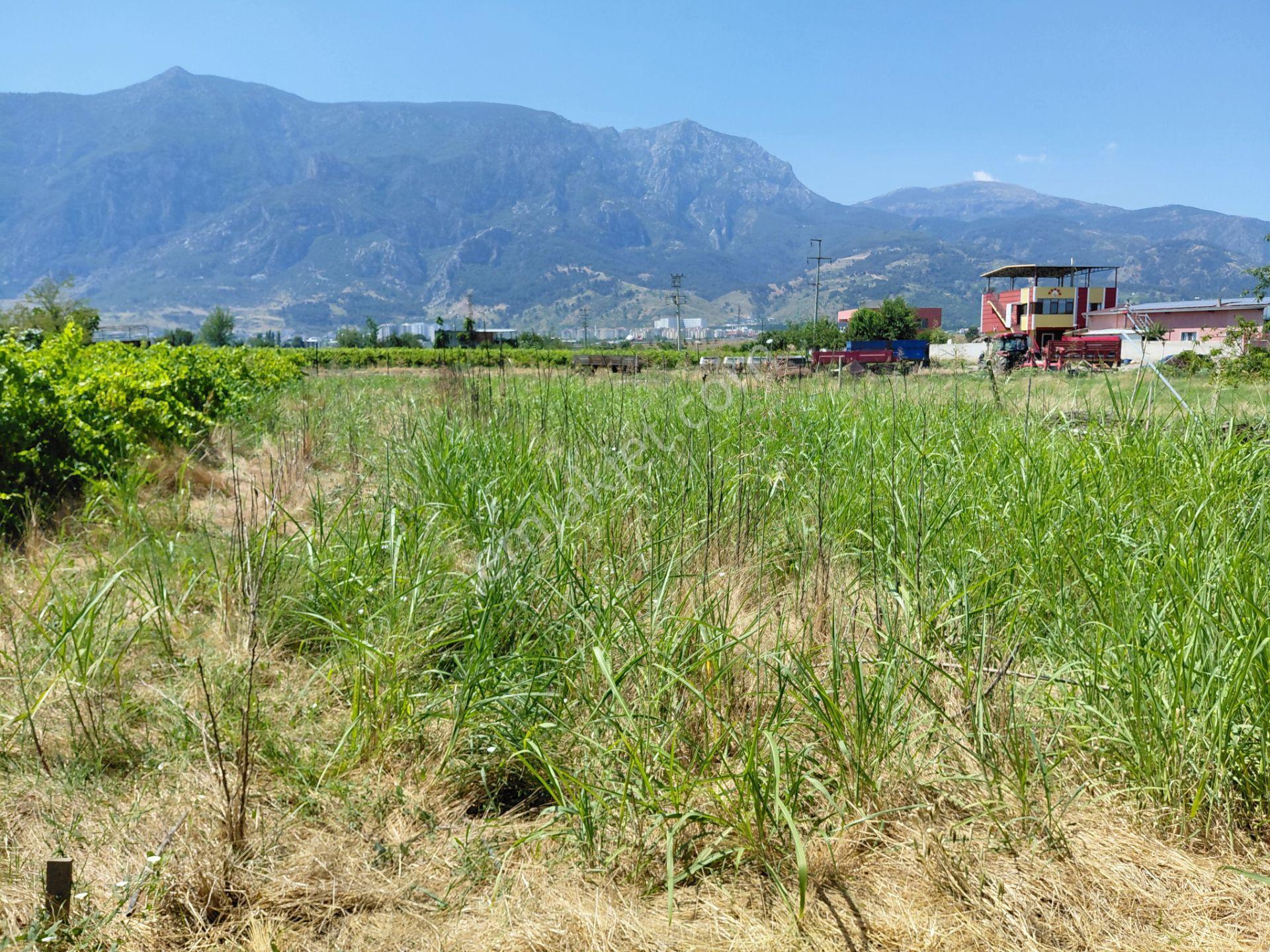 Manisa Şehzadeler Yeniharmandalı Yoluna Sıfıryukarı Çobanisa Tapu 8.000 M2 Tarla 3 - Görsel 7
