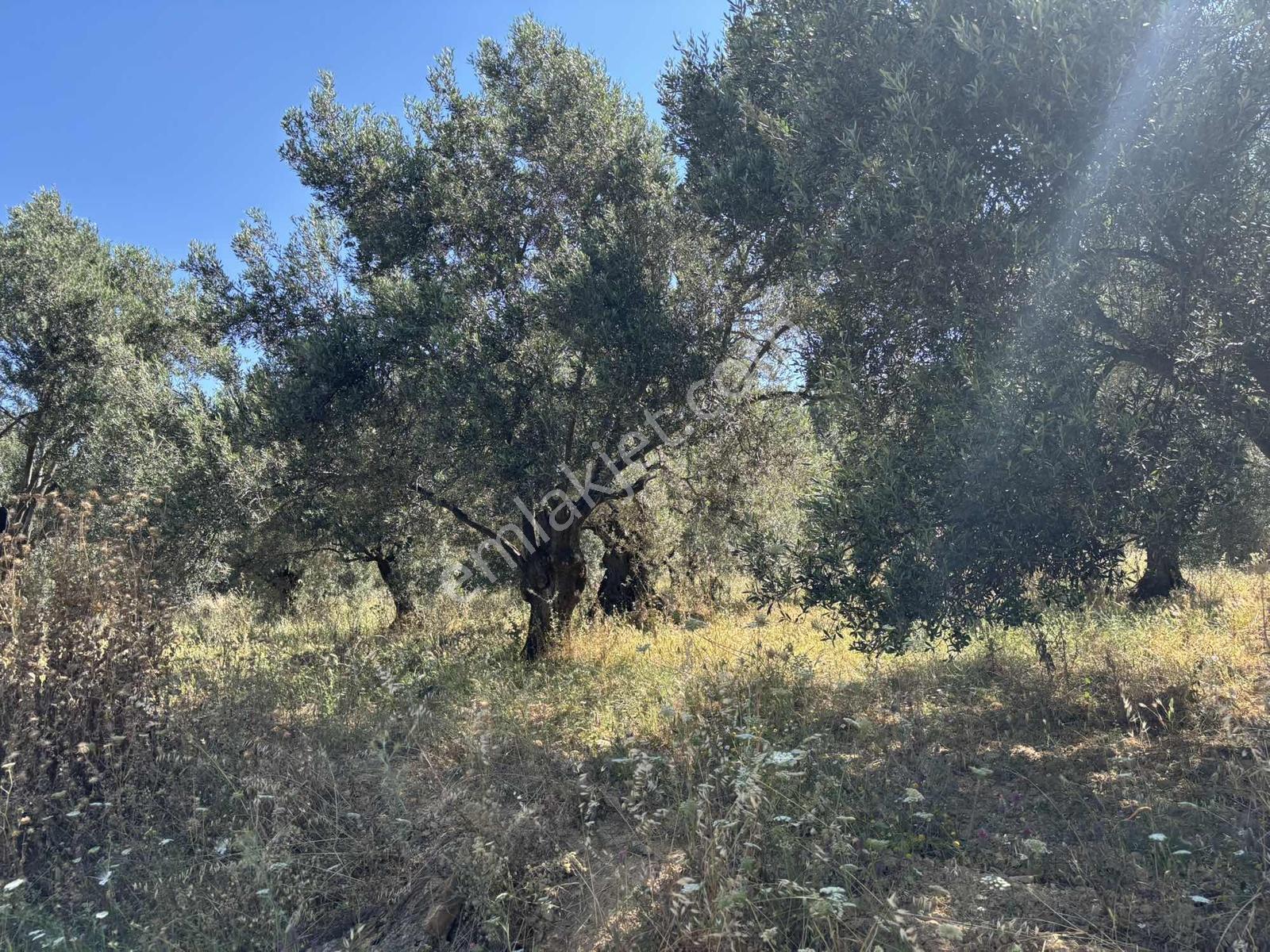 Uçardan Yol Cepheli Zeytinlik - Görsel 6
