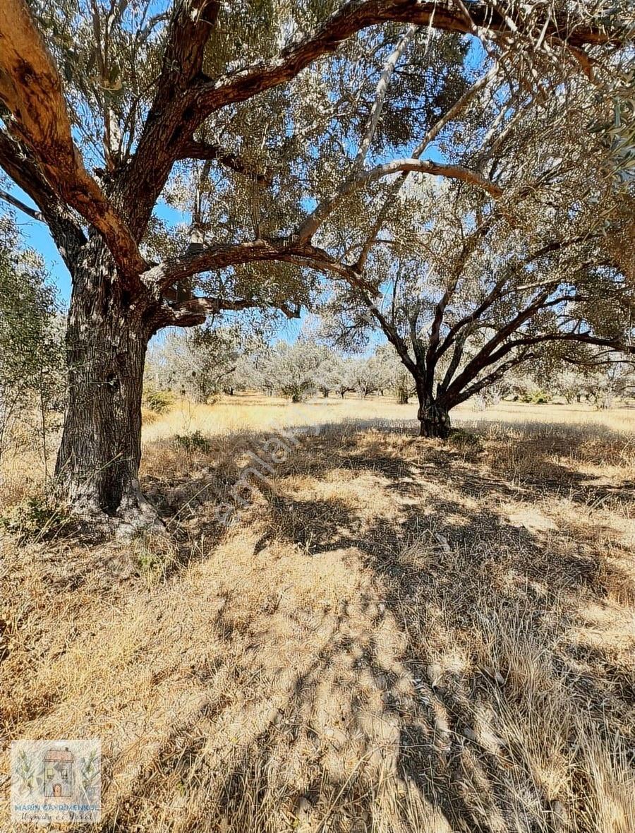 Reşadiye'de Olive Farm'a Komşu Satılık 5802 M2 Zeytinlik - Görsel 15