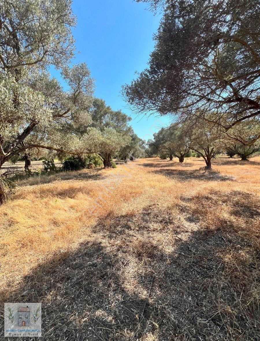 Reşadiye'de Olive Farm'a Komşu Satılık 5802 M2 Zeytinlik - Görsel 23