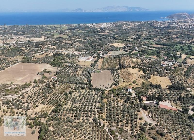 Reşadiye'de Olive Farm'a Komşu Satılık 5802 M2 Zeytinlik - Görsel 21