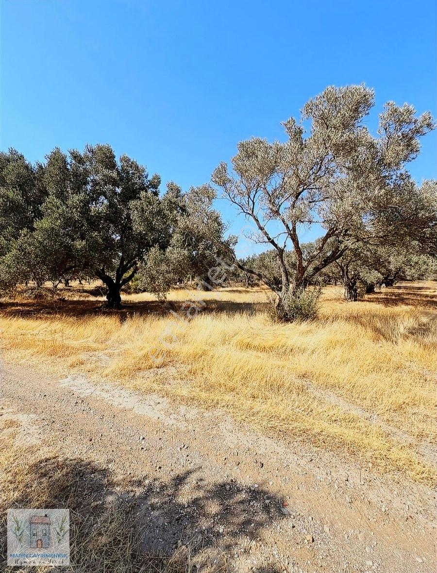Reşadiye'de Olive Farm'a Komşu Satılık 5802 M2 Zeytinlik - Görsel 3