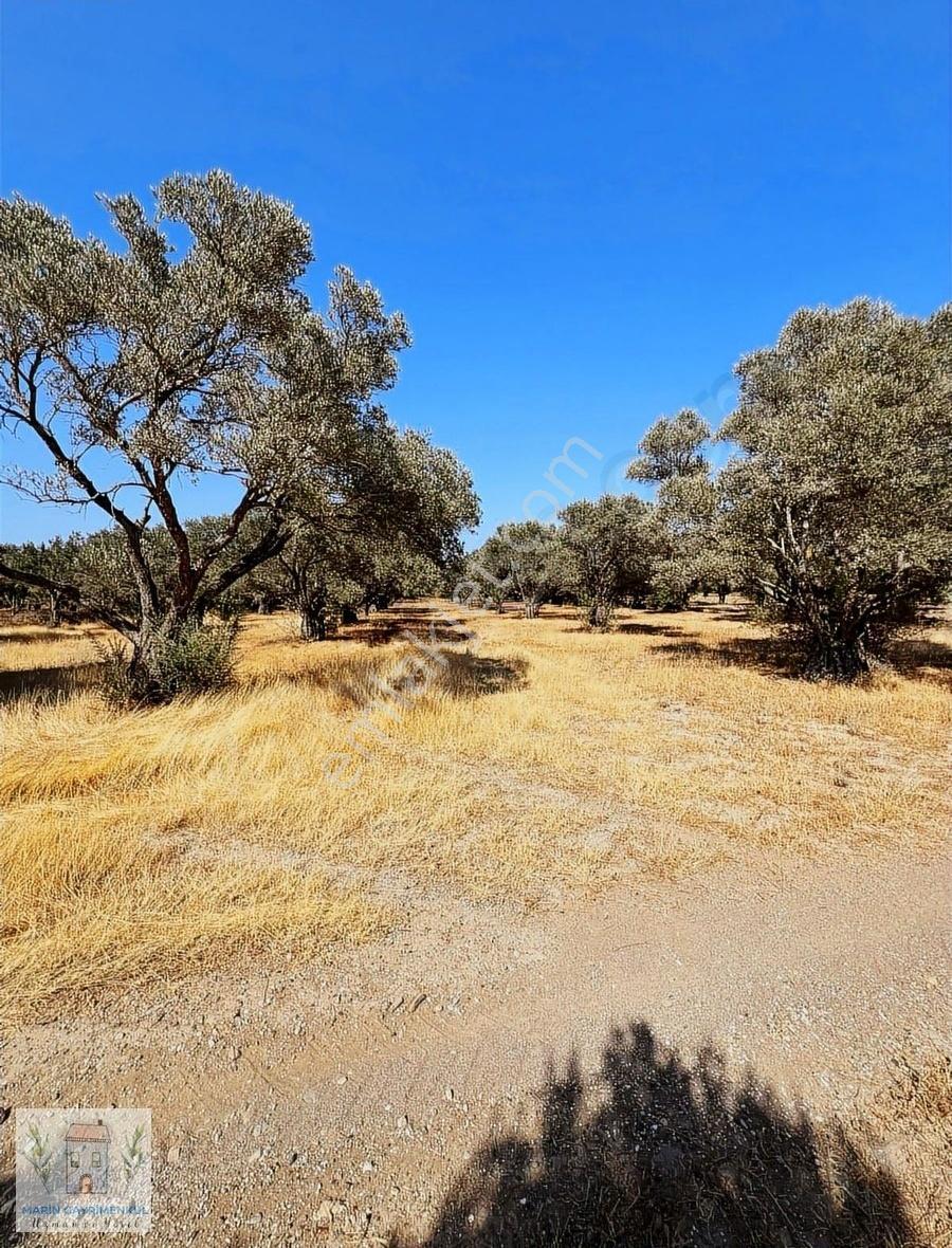 Reşadiye'de Olive Farm'a Komşu Satılık 5802 M2 Zeytinlik - Görsel 28