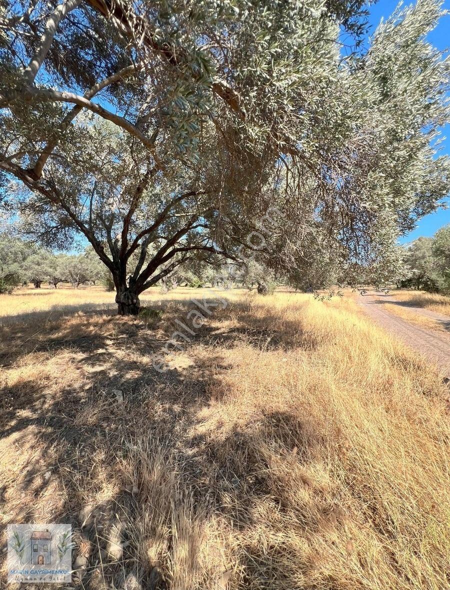 Reşadiye'de Olive Farm'a Komşu Satılık 5802 M2 Zeytinlik - Görsel 20