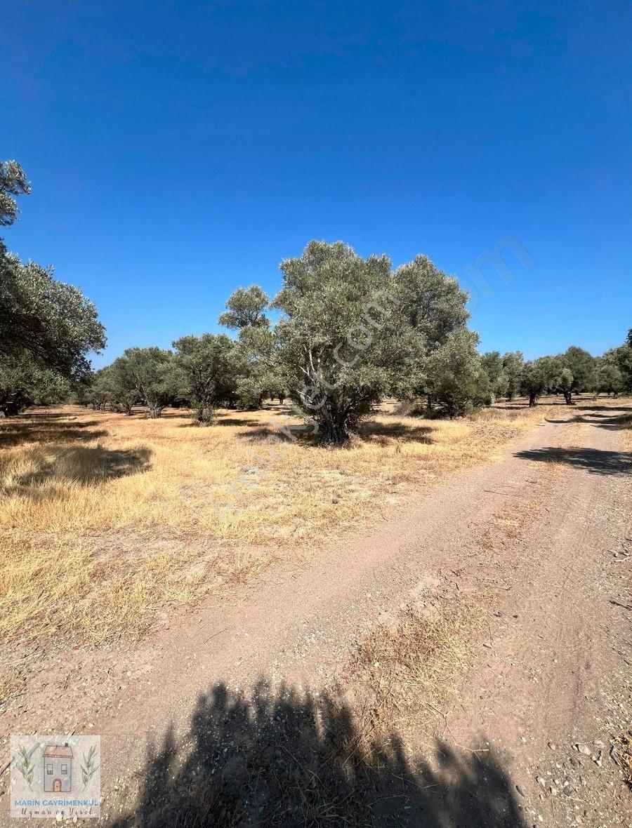 Reşadiye'de Olive Farm'a Komşu Satılık 5802 M2 Zeytinlik - Görsel 9