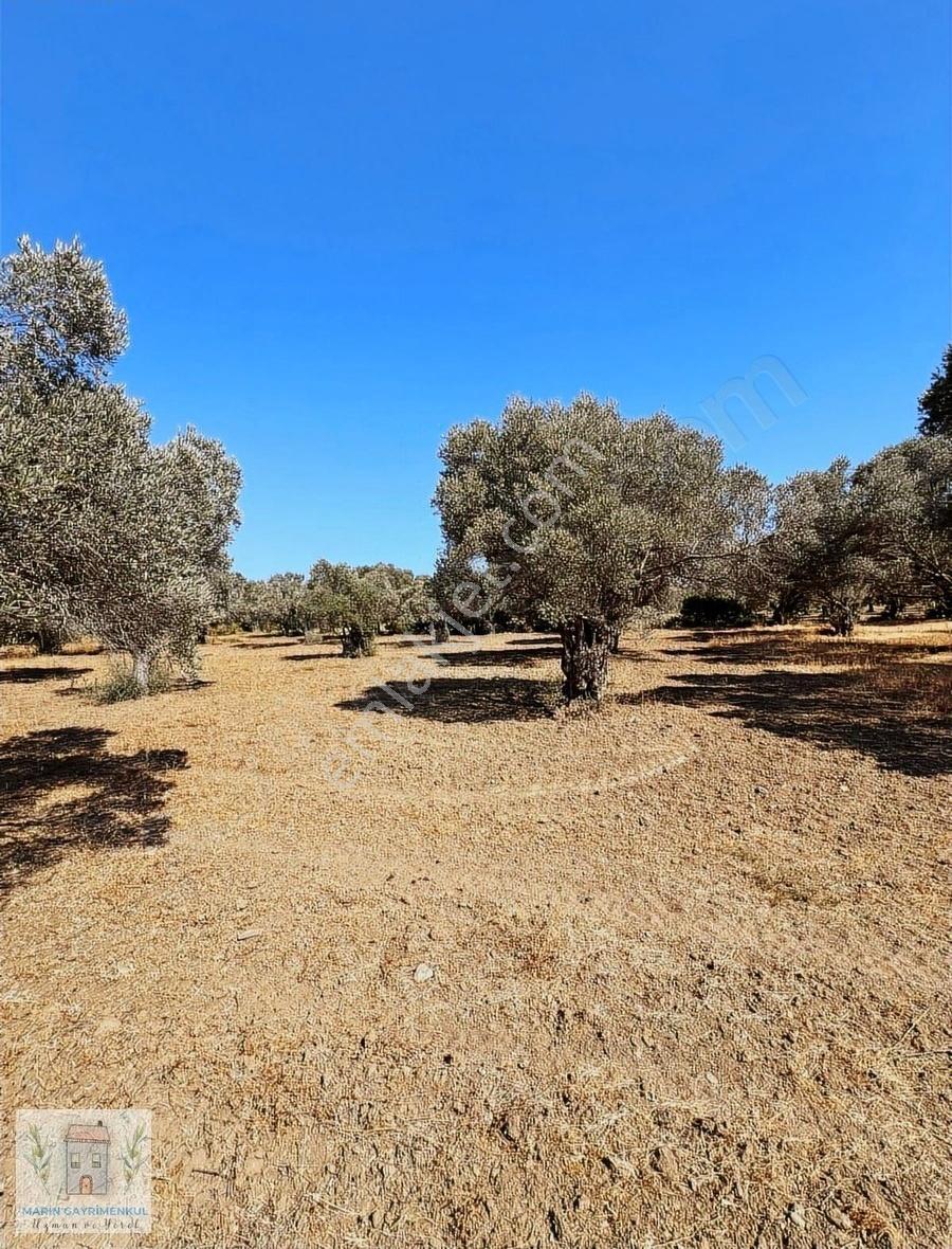Reşadiye'de Olive Farm'a Komşu Satılık 5802 M2 Zeytinlik - Görsel 12