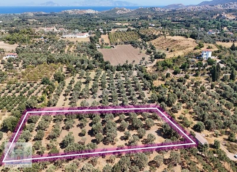 Reşadiye'de Olive Farm'a Komşu Satılık 5802 M2 Zeytinlik - Görsel 2