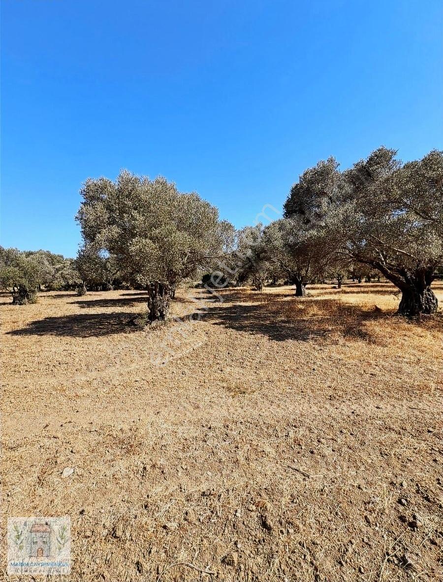 Reşadiye'de Olive Farm'a Komşu Satılık 5802 M2 Zeytinlik - Görsel 17