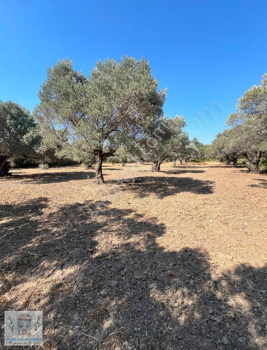 Reşadiye'de Olive Farm'a Komşu Satılık 5802 M2 Zeytinlik - Görsel 14