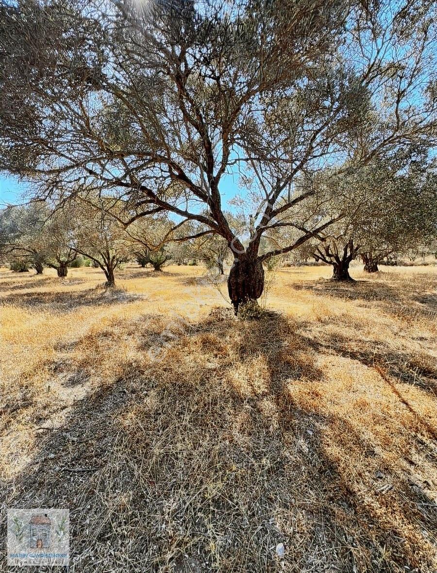 Reşadiye'de Olive Farm'a Komşu Satılık 5802 M2 Zeytinlik - Görsel 6