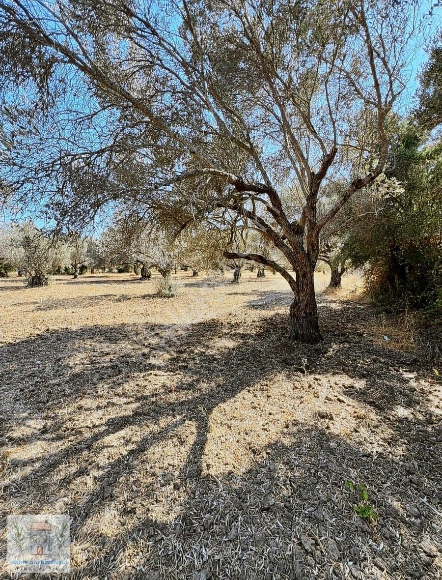 Reşadiye'de Olive Farm'a Komşu Satılık 5802 M2 Zeytinlik - Görsel 11