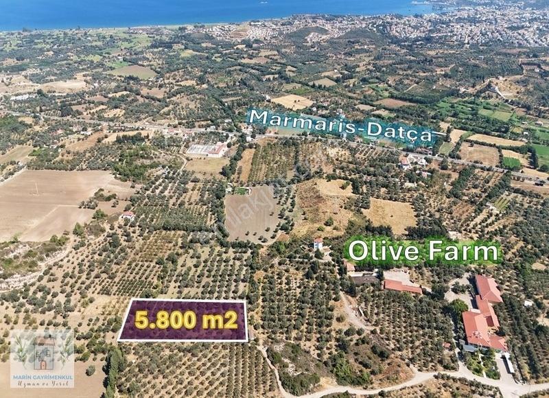 Reşadiye'de Olive Farm'a Komşu Satılık 5802 M2 Zeytinlik - Görsel 19