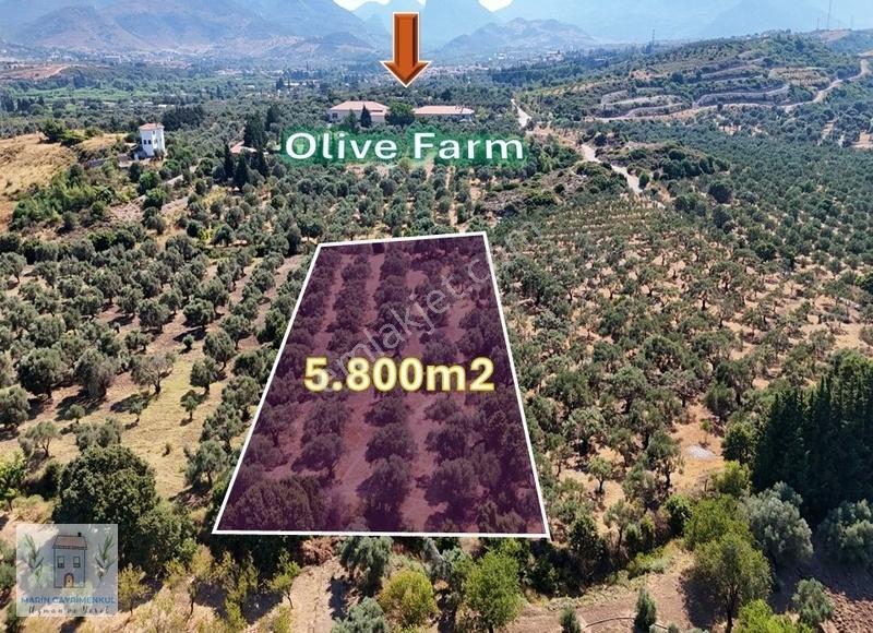 Reşadiye'de Olive Farm'a Komşu Satılık 5802 M2 Zeytinlik