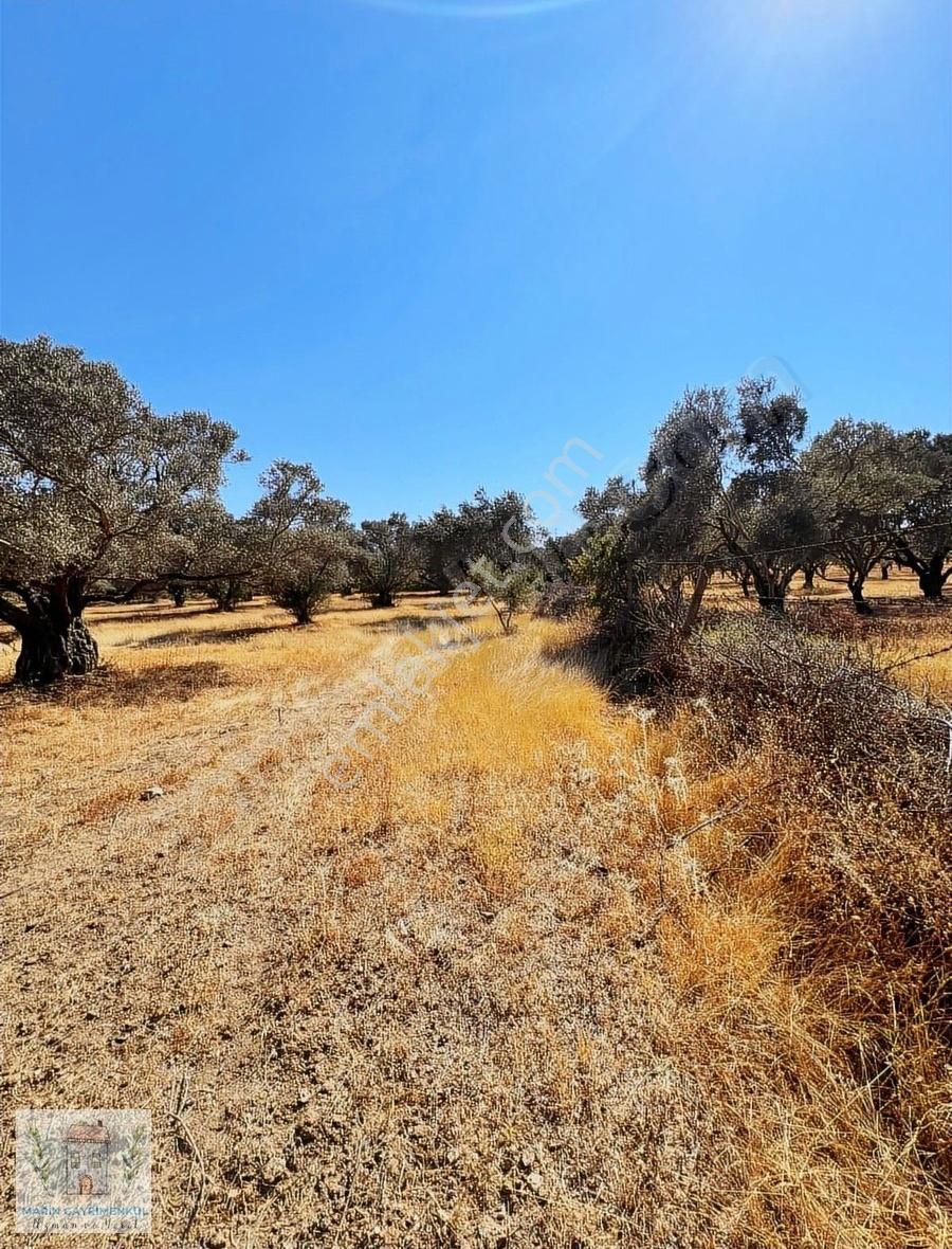 Reşadiye'de Olive Farm'a Komşu Satılık 5802 M2 Zeytinlik - Görsel 5