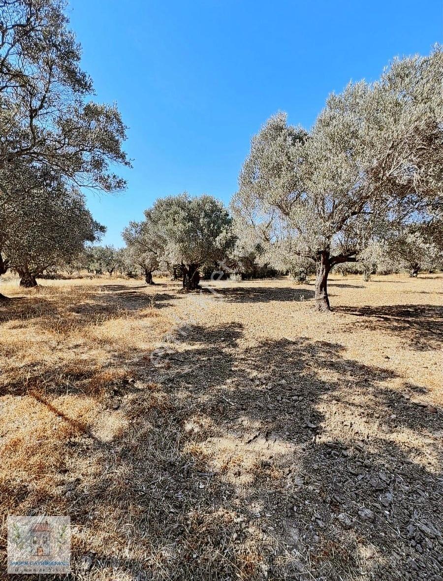 Reşadiye'de Olive Farm'a Komşu Satılık 5802 M2 Zeytinlik - Görsel 16