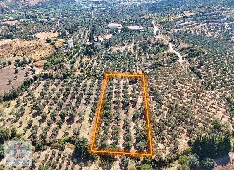Reşadiye'de Olive Farm'a Komşu Satılık 5802 M2 Zeytinlik - Görsel 4