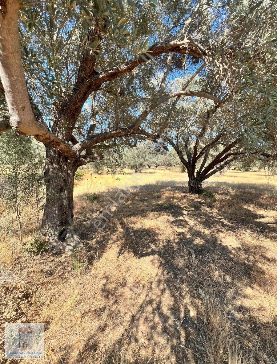 Reşadiye'de Olive Farm'a Komşu Satılık 5802 M2 Zeytinlik - Görsel 10